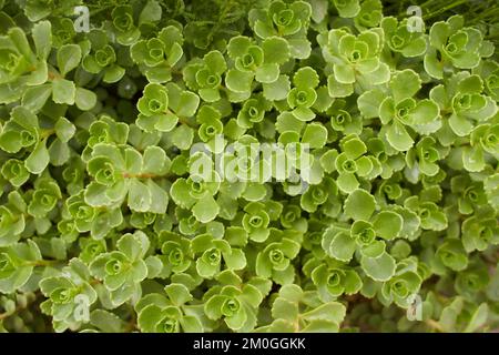 Pianta verde di pietra di ‘John Creech’, Sedum Spurium Summer Glory Green Roof piante in giardino. Estate e primavera. Foto Stock