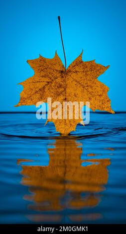 Foglie autunnali con sfondo blu. Foglie cadute in acqua blu scuro giallo, rosso e verde brillante foglie colorate e rami, temi autunno Foto Stock