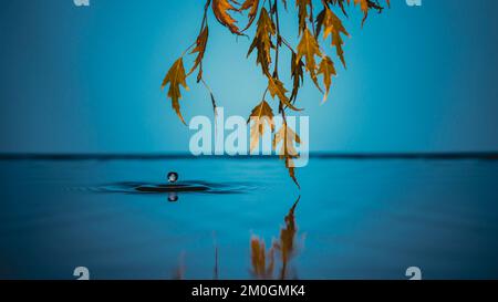 Foglie autunnali con sfondo blu. Foglie cadute in acqua blu scuro giallo, rosso e verde brillante foglie colorate e rami, temi autunno Foto Stock