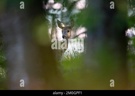 Capriolo europeo (Capreolus capreolus), foraging in una radura, Wurzacher Ried riserva naturale, Baden-Württemberg, Germania, Europa Foto Stock