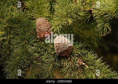 Cedro del Libano (Cedrus Libani's) coni maturi sui rami Foto Stock