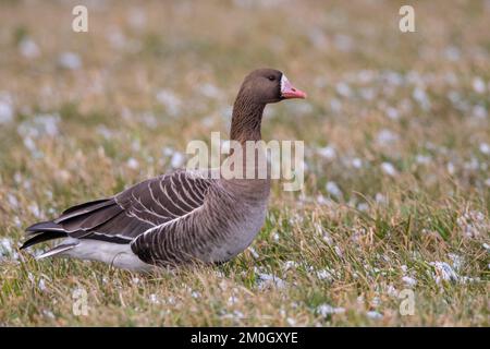 Grande oca bianca (Anser albifrons), oca bianca, Lago Dümmer, Hüde, bassa Sassonia, Germania, Europa Foto Stock