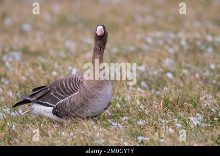 Grande oca bianca (Anser albifrons), oca bianca, Lago Dümmer, Hüde, bassa Sassonia, Germania, Europa Foto Stock