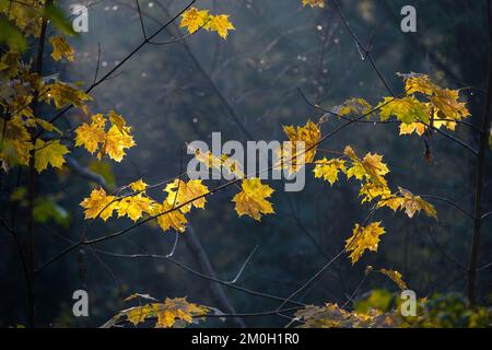 Francia, Ste Foy les Lyon, 2022-12-05. Foglie gialle su rami in una foresta in autunno. Fotografia di Franck CHAPOLARD. Foto Stock