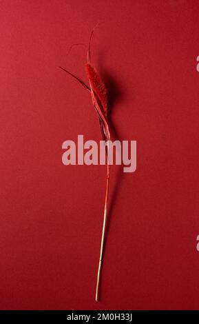 Color trendy viva magenta spikelet secco su sfondo di carta. Foto Stock