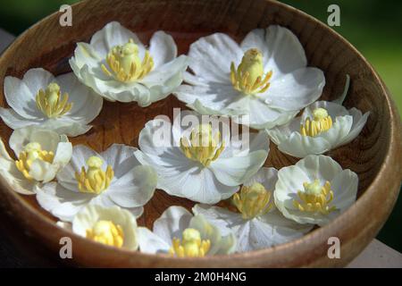 Podophyllum / fiori di mela Mayapple galleggiano in una ciotola con acqua Foto Stock