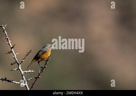 Donna redstart di Moussier, Phoenicurus moussieri, Marocco. Foto Stock