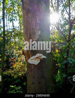 Primo piano dei funghi di porcellana (Oudemansiella mucida) Foto Stock