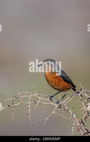 Donna redstart di Moussier, Phoenicurus moussieri, Marocco. Foto Stock