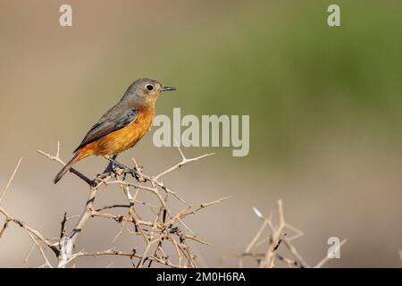 Donna redstart di Moussier, Phoenicurus moussieri, Marocco. Foto Stock