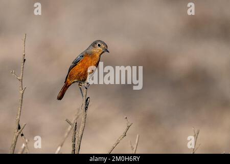 Donna redstart di Moussier, Phoenicurus moussieri, Marocco. Foto Stock