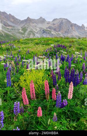 Francia, Hautes Alpes, Parco Nazionale degli Ecrins, le Monetier les Bains, col du Lautaret (2057m), Lupin, fiori selvatici Foto Stock