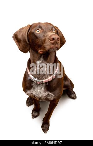 Studio ritratto di pane marrone pointer tedesco shorthaired di fronte a un isolato sfondo bianco chiaro Foto Stock