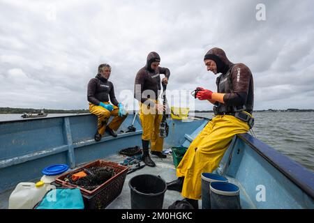 Francia, Morbihan, Sarzeau, i pescatori del cantiere Equinoxe durante la pesca delle vongole nel Golfo di Morbihan Foto Stock