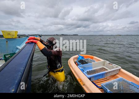 Francia, Morbihan, Sarzeau, i pescatori del cantiere Equinoxe durante la pesca delle vongole nel Golfo di Morbihan Foto Stock