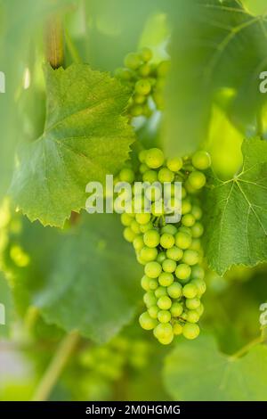 Francia, Morbihan, Sarzeau, il vino e l'uva della tenuta cantina nel villaggio di Poulhors Foto Stock