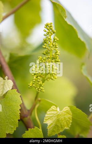 Francia, Morbihan, Sarzeau, il vino e l'uva della tenuta cantina nel villaggio di Poulhors Foto Stock