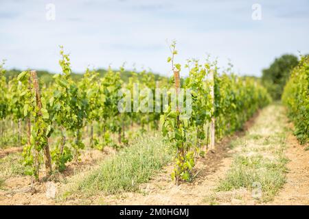 Francia, Morbihan, Sarzeau, il vino e l'uva della tenuta cantina nel villaggio di Poulhors Foto Stock