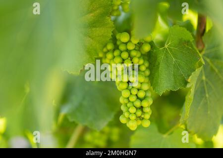 Francia, Morbihan, Sarzeau, il vino e l'uva della tenuta cantina nel villaggio di Poulhors Foto Stock