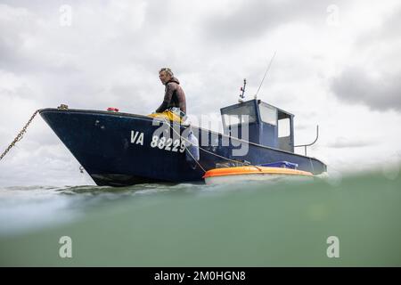 Francia, Morbihan, Sarzeau, i pescatori del cantiere Equinoxe durante la pesca delle vongole nel Golfo di Morbihan Foto Stock