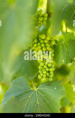 Francia, Morbihan, Sarzeau, il vino e l'uva della tenuta cantina nel villaggio di Poulhors Foto Stock