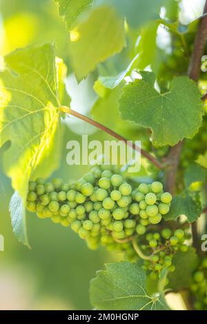 Francia, Morbihan, Sarzeau, il vino e l'uva della tenuta cantina nel villaggio di Poulhors Foto Stock