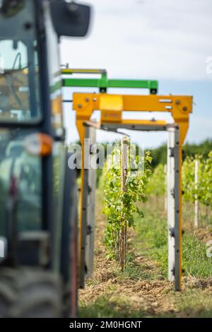 Francia, Morbihan, Sarzeau, il vino e l'uva della tenuta cantina nel villaggio di Poulhors Foto Stock