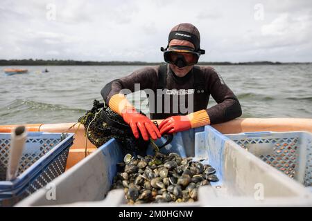 Francia, Morbihan, Sarzeau, i pescatori del cantiere Equinoxe durante la pesca delle vongole nel Golfo di Morbihan Foto Stock