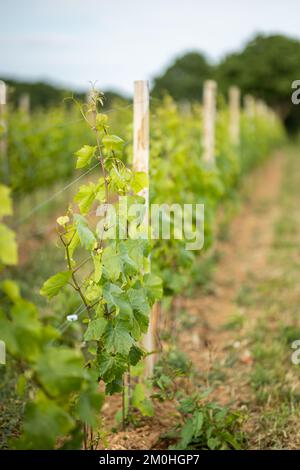 Francia, Morbihan, Sarzeau, il vino e l'uva della tenuta cantina nel villaggio di Poulhors Foto Stock