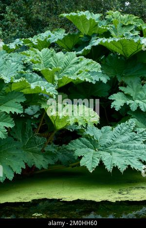 Gigantesco rabarbaro Gunnera maniicata che cresce accanto ad uno stagno giardino. Foto Stock