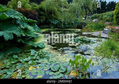 Laghetto dei giardini di Threave Gardens vicino a Castle Douglas, Dumfries e Galloway, Scozia. Foto Stock