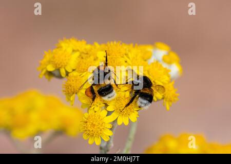 Francia, Cotes d'Armor, verso Cap Frehel, bumblebee (Bombus sp), foraggio Foto Stock