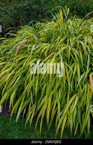 Erba ornamentale Hakonechloa macra Aureola Foto Stock