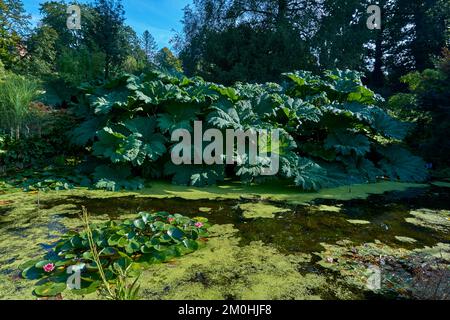 Laghetto dei giardini di Threave Gardens vicino a Castle Douglas, Dumfries e Galloway, Scozia. Foto Stock