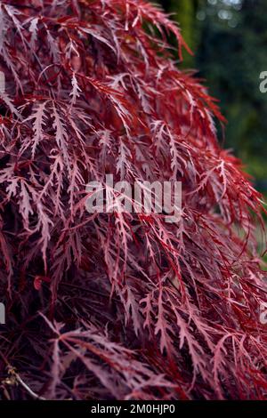 Foglie rosse di acero giapponese, Acer palmatum dissectum Garnet. Foto Stock