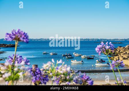 Francia, Morbihan, Ploemeur, le Couregant sul sentiero costiero o GR 34 percorso a lunga distanza Foto Stock