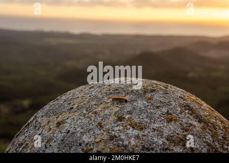 Vermi processionari, Thaumetopoea pityocampa, su una roccia all'alba sull'isola di Maiorca, Spagna Foto Stock