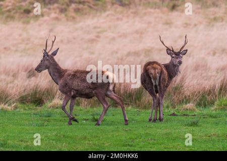 Regno Unito, Scozia, Highlands, Argyll and Bute, Glen Etive, Cervo rosso (Cervus elaphus) Foto Stock