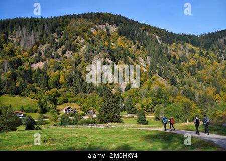 Francia, Vosgi, le Valtin, escursione nella valle Valtin nella valle alta Meurthe Foto Stock