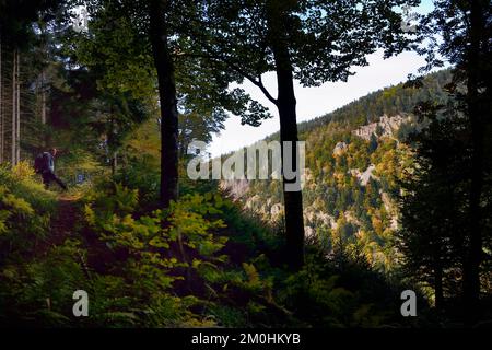 Francia, Vosgi, le Valtin, escursione nella valle Valtin nella valle alta Meurthe Foto Stock