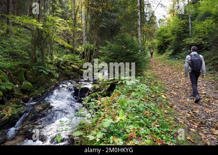 Francia, Vosgi, le Valtin, escursione nella valle Valtin nella valle alta Meurthe sul sentiero panoramico Valtin Foto Stock