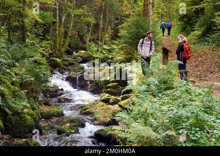 Francia, Vosgi, le Valtin, escursione nella valle Valtin nella valle alta Meurthe sul sentiero panoramico Valtin Foto Stock