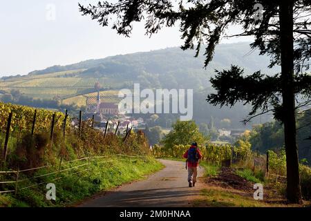 Francia, basso Reno, Alsazia strada del vino, escursioni alle chemins des Chateaux-forts d'Alsace (sentieri dei castelli dell'Alsazia), Andlau, vista del villaggio e il Saint-Andr? cappella sul bordo del vigneto Foto Stock