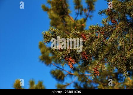 Coni di pino di douglas. Cono maturo sui rami di Pseudotsuga menziesii. Foto Stock