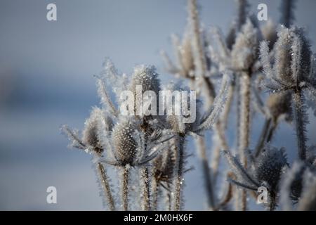 Igly Dipsacus Fullonum, wilde Karde Foto Stock