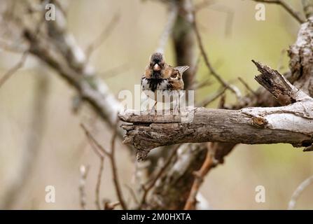 Un primo piano di una bella Harris's Sparrow appollaiata su un ramo di albero Foto Stock