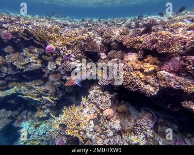 Klunzinger's wrasse noto come Thalassoma rueppellii sott'acqua presso la barriera corallina. Vita subacquea della barriera corallina con coralli e pesci tropicali. Coral Reef at Foto Stock