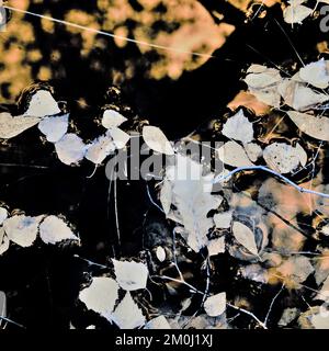 Fotografa, mostrando le acque in un ambiente boschivo veramente selvaggio, l'immagine un colore limitato astratto con uno stile quasi impressionista, contenente pianta selvaggia Foto Stock