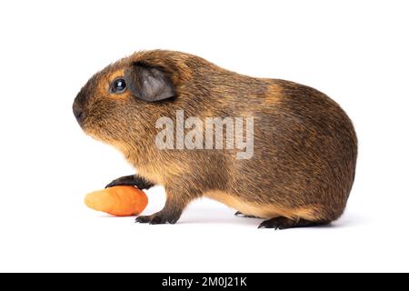 Carino porcellino d'India marrone con carota isolato su sfondo bianco Foto Stock