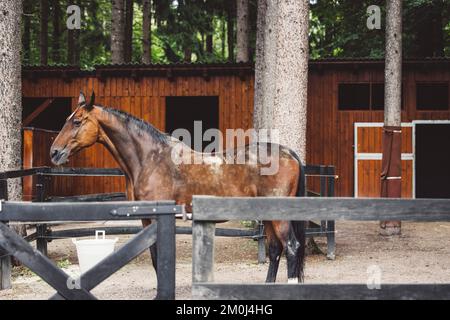 Stallone marrone scuro con capelli neri ancora all'interno della recinzione del ranch in Slovenia Foto Stock